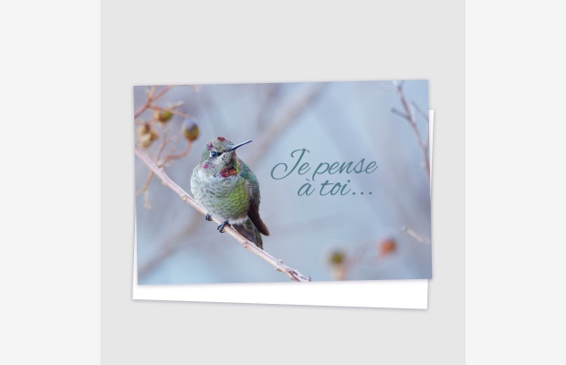 Je pense à toi - Colibri