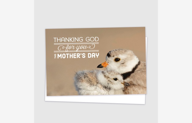 Mother's Day - Birds