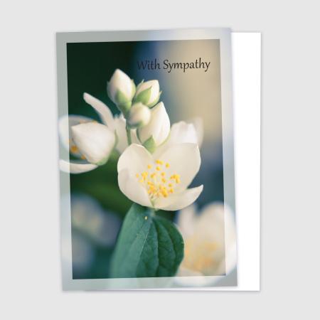Sympathy - White Flower Trad