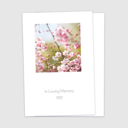 Memory - Cherry Blossom